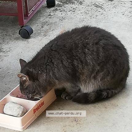 Foto 1/1 Wiedergefundene Katze Verloren in Orbe