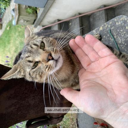 Foto van gevonden kat in Saint Gilles