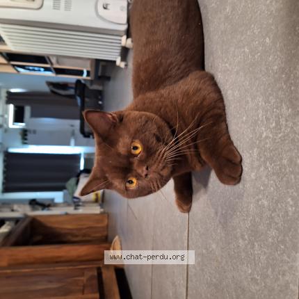Foto 1/1 Kat teruggevonden Vermist in Binche