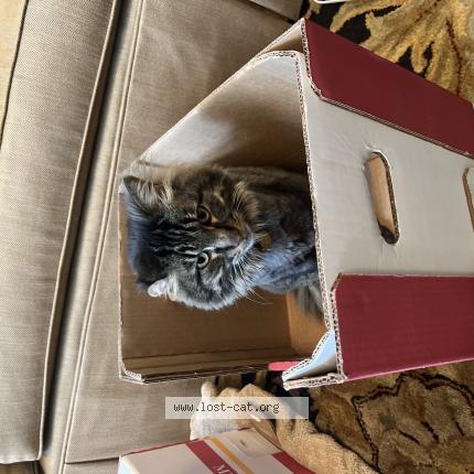 Picture of cat lost at Waunakee