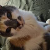 Picture of cat lost at Tourcoing