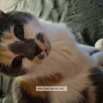 Photo 1/1 Ch&acirc;taigne Chat lost in Tourcoing