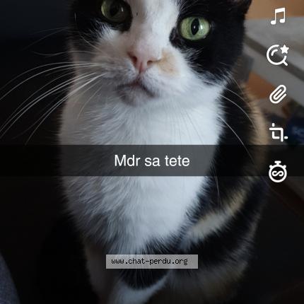 Photo 1/1 Kanabis Chat lost in Tourcoing