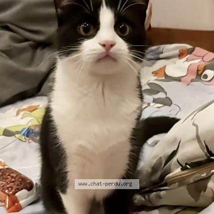 Photo 1/1 Coco Chat lost in Pia