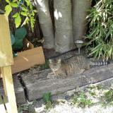 Picture of cat lost at Deuil La Barre