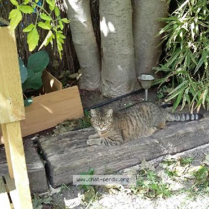 Photo 1/1 Choupette Chat lost in Deuil la barre