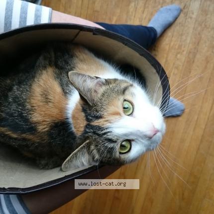 Photo 1/1 Cat reunited Lost in Toronto