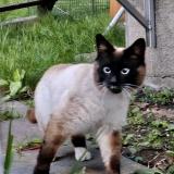 Picture of cat lost at Montreal Ahuntsic