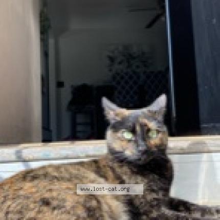 Picture of cat lost at Cumberland
