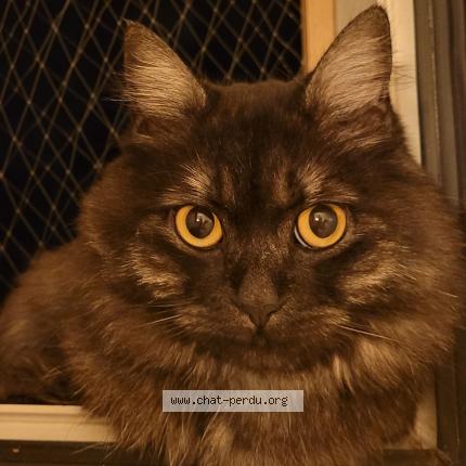 Foto einer verlorenen Katze in Lausanne