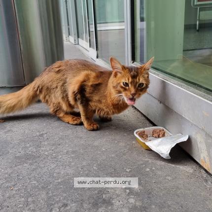Foto einer gefundenen Katze in Bern
