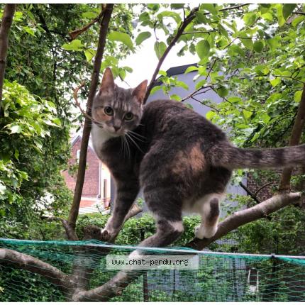 Foto 1/1 Kat teruggevonden Vermist in Liege