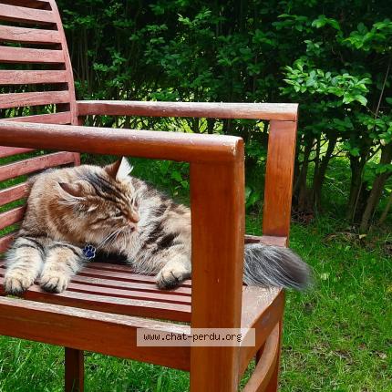 Foto 1/1 Kat teruggevonden Vermist in Schaerbeek