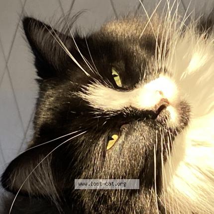Picture of cat lost at Buckhannon