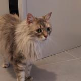 Picture of cat lost at Gap