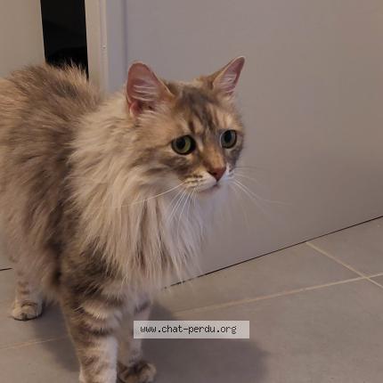 Photo 1/2 Véronique Aumeunier Chat lost in Gap