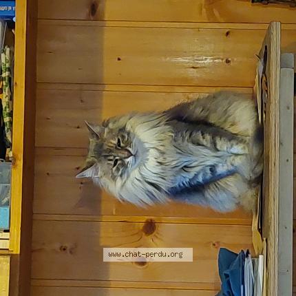 Photo 2/2 Véronique Aumeunier Chat lost in Gap