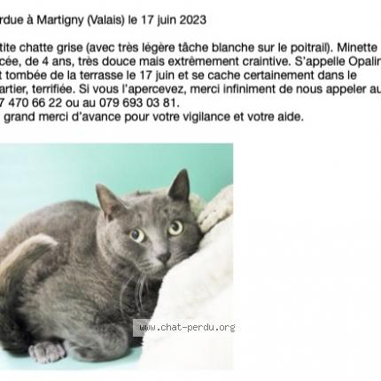 Foto 1/1 Wiedergefundene Katze Verloren in Martigny