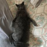 Picture of cat lost at Serres