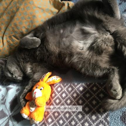 Photo 2/2 Cat reunited Lost in Serres