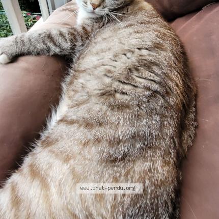 Foto 1/1 Kat teruggevonden Vermist in Bruxelles