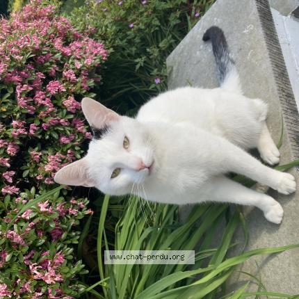 Foto 1/1 Kat teruggevonden Vermist in Jamioulx