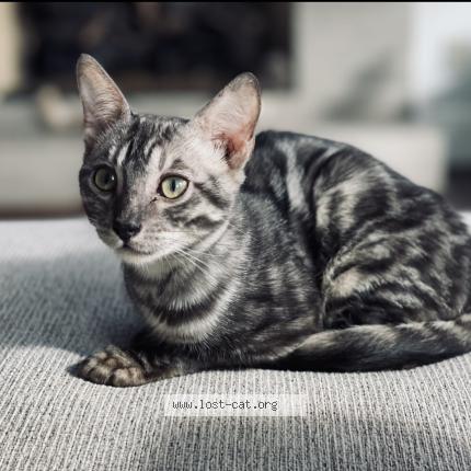 Picture of cat lost at Potomac
