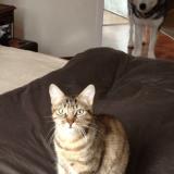 Picture of cat lost at Yzeron