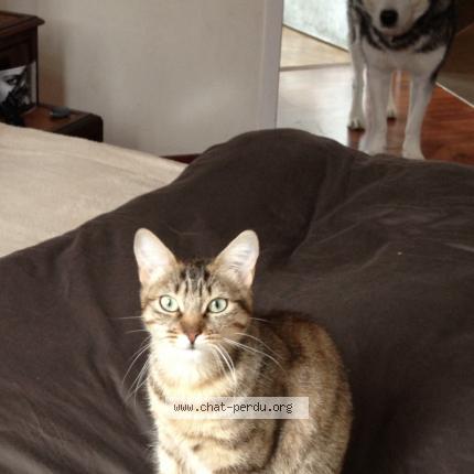 Photo 1/1 Greluche Chat lost in Yzeron