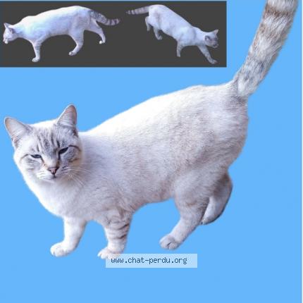 Photo 1/1 TIKO Chat lost in Vitrolles