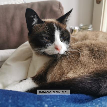 Foto 1/1 Kat teruggevonden Vermist in Ham Sur Sambre