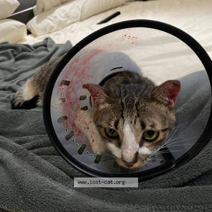 Photo 1/1 Reunited cat Lost in Singapore