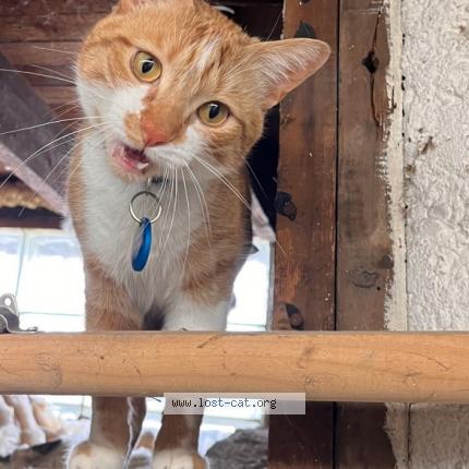 Picture of cat lost at Eagle