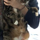 Picture of cat lost at Bonchamps Les Laval