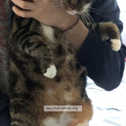 Photo 1/4 Guinness Chat lost in Bonchamps les laval