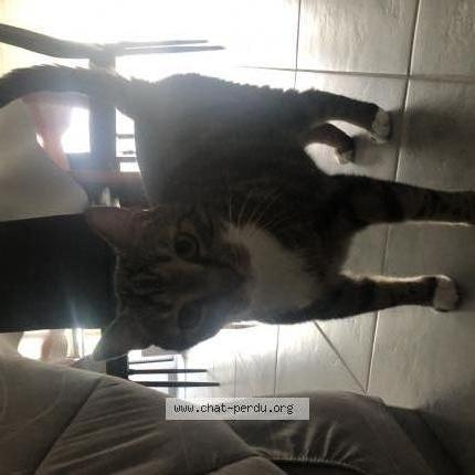 Photo 2/4 Guinness Chat lost in Bonchamps les laval