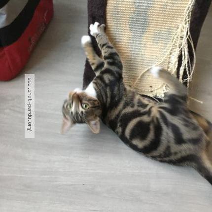 Photo 3/4 Guinness Chat lost in Bonchamps les laval