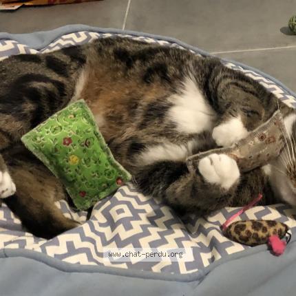 Photo 4/4 Guinness Chat lost in Bonchamps les laval