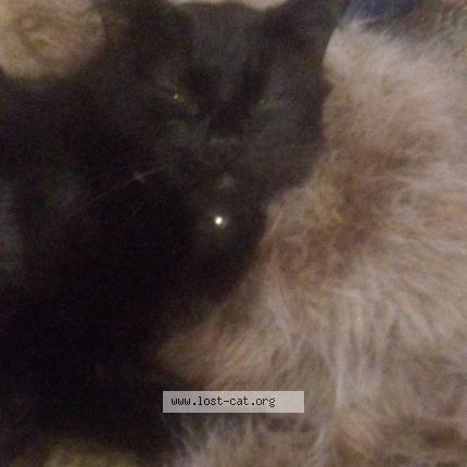 Photo 1/1 Reunited cat Lost in Cleveland