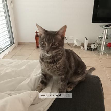 Foto einer verlorenen Katze in Monthey