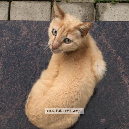 Foto 1/1 Kat teruggevonden Gevonden in Braine L Alleud