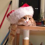 Picture of cat lost at Toronto