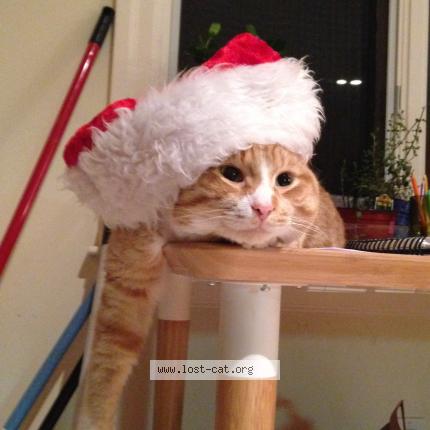 Photo 1/1 Cat reunited Lost in Toronto