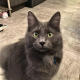 Picture of cat lost at Quebec