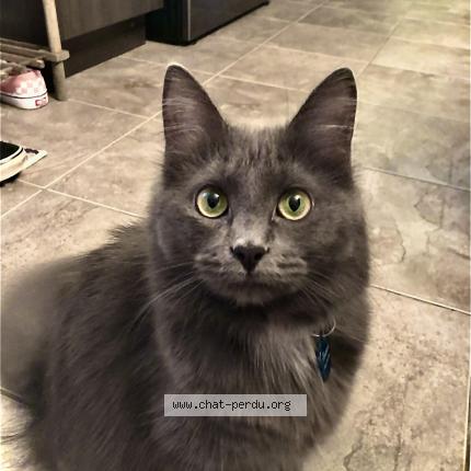 Photo 1/1 Cat reunited Lost in Quebec