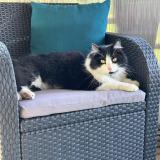 Picture of cat lost at Trouy