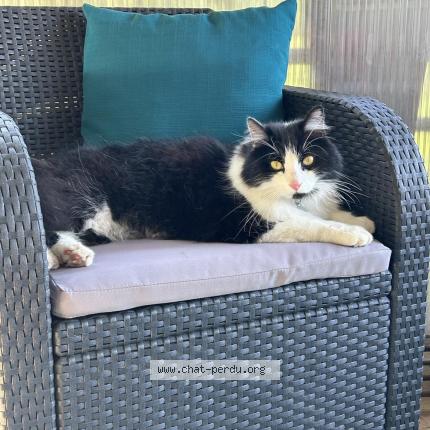 Photo 1/1 Fl&egrave;che Chat lost in Trouy