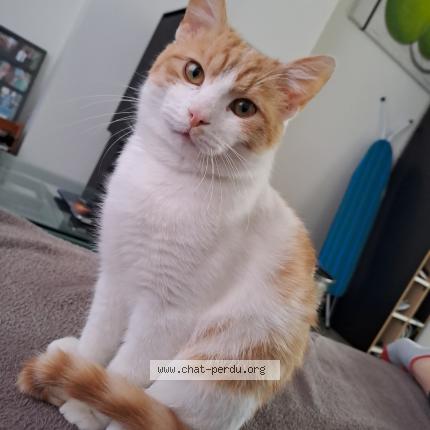 Foto van vermiste kat in Chimay