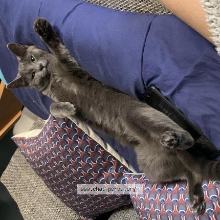 Foto van vermiste kat in Chatelet