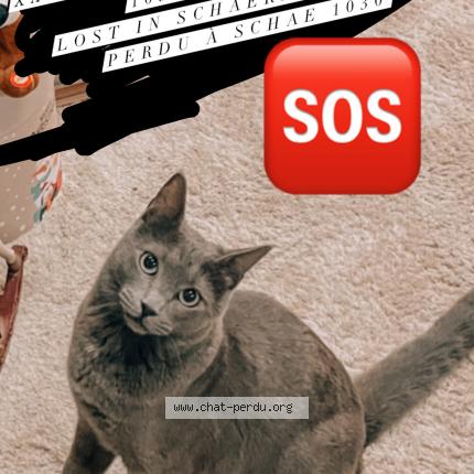 Foto van vermiste kat in Schaerbeek
